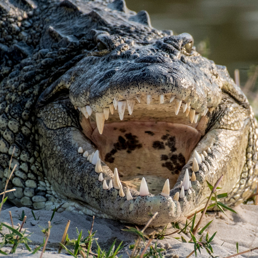 Krokodil Bratwurst
