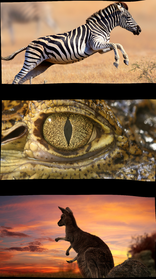 Exoten Bratwurst Paket