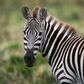 Zebra Bratwurst