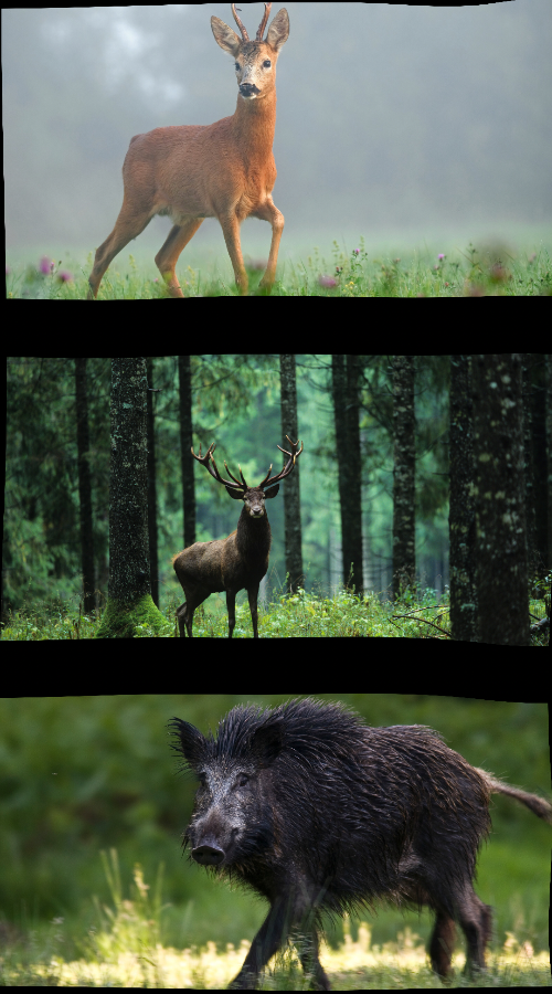 Wild Bratwurst Paket