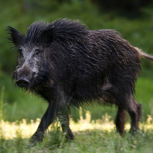 Wildschwein Bratwurst
