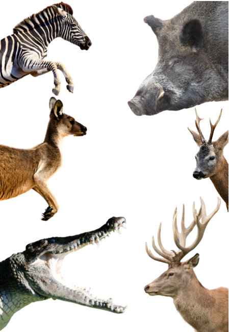 Exoten und Wild Bratwurst Paket